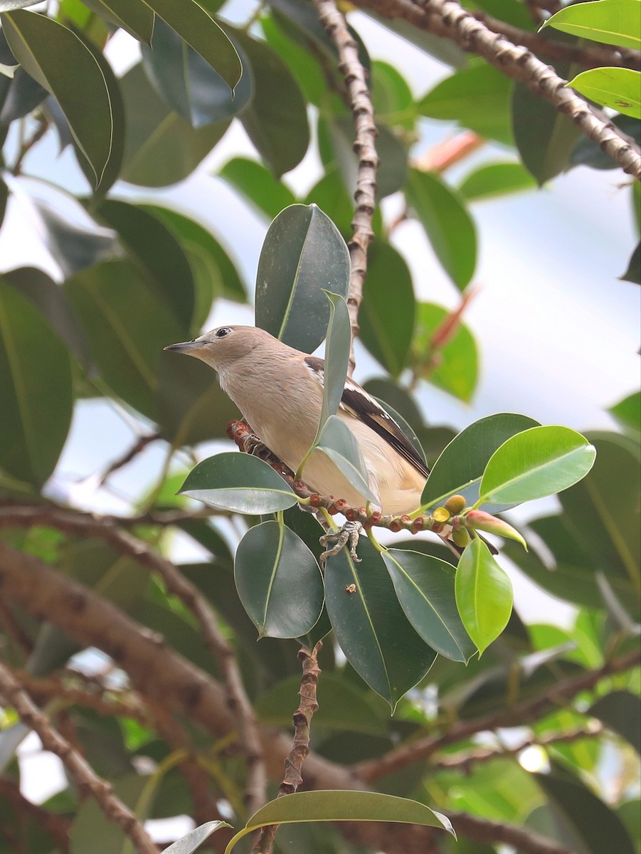 Daurian Starling - ML619490921