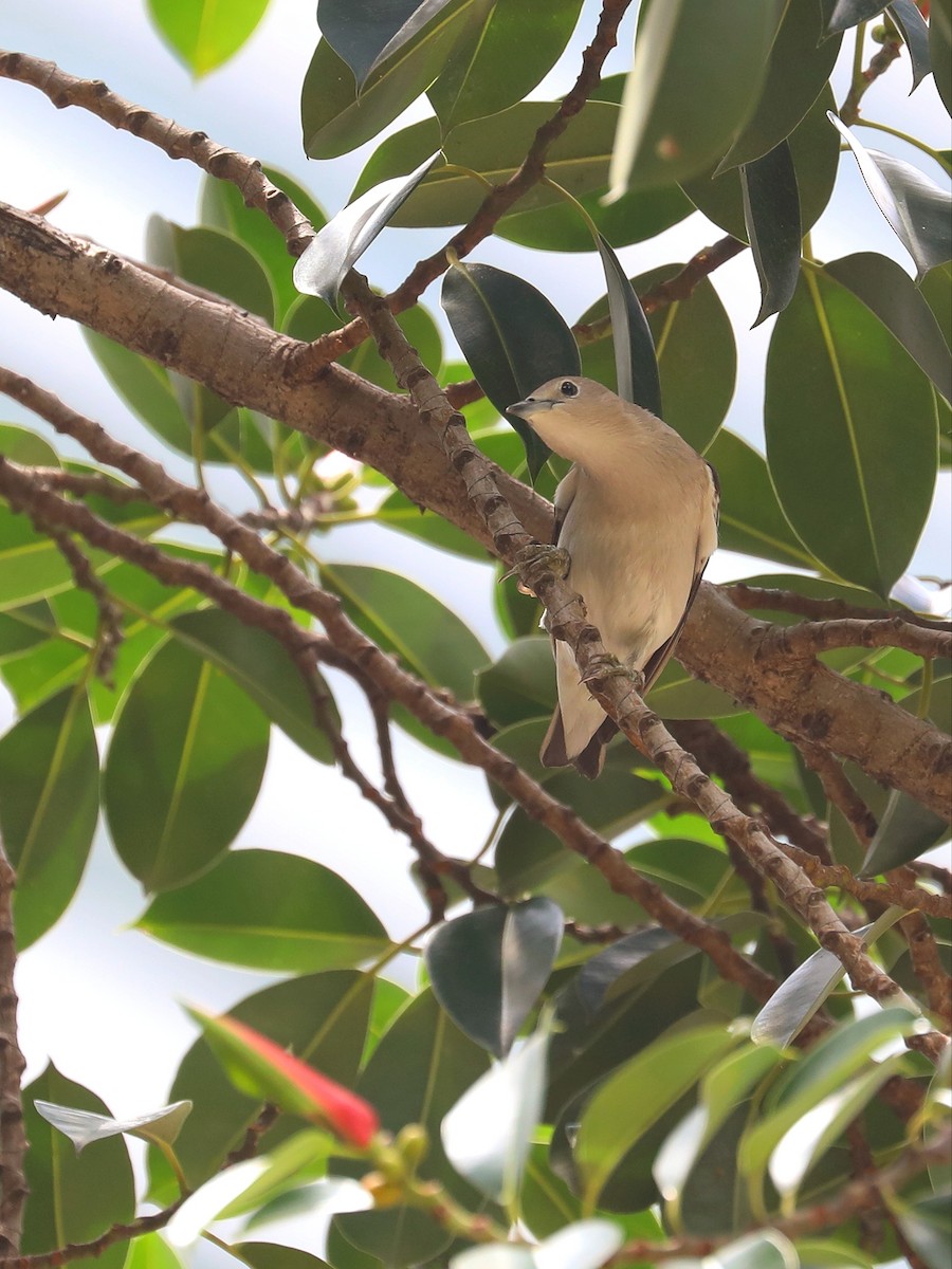 Daurian Starling - Matthias Alberti