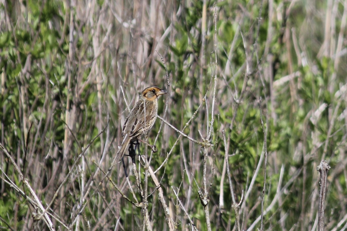 Saltmarsh Sparrow - Holly Hemmalin