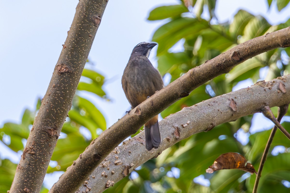 Cinnamon-bellied Saltator - Mason Flint