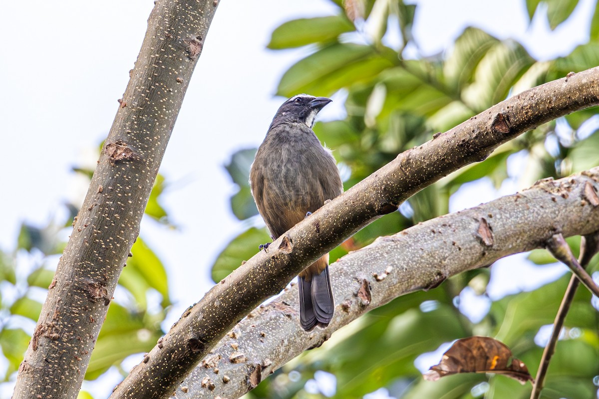 Cinnamon-bellied Saltator - Mason Flint