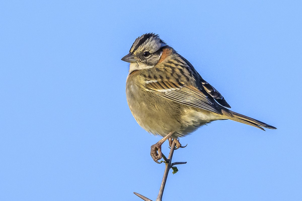 Rufous-collared Sparrow - Amed Hernández