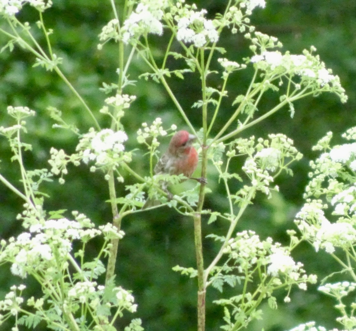 House Finch - Dan Keener