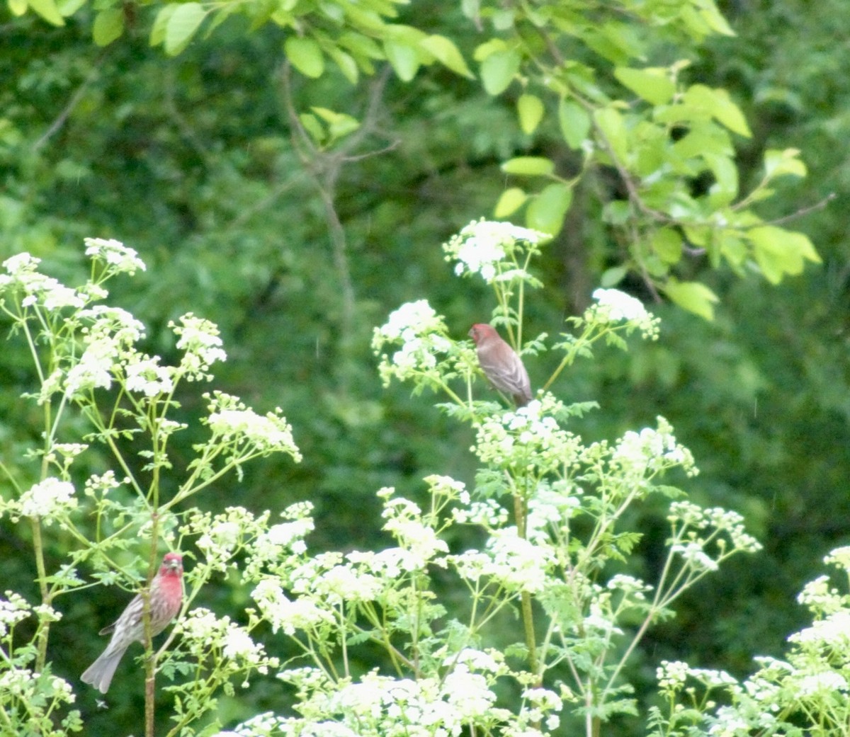 House Finch - Dan Keener