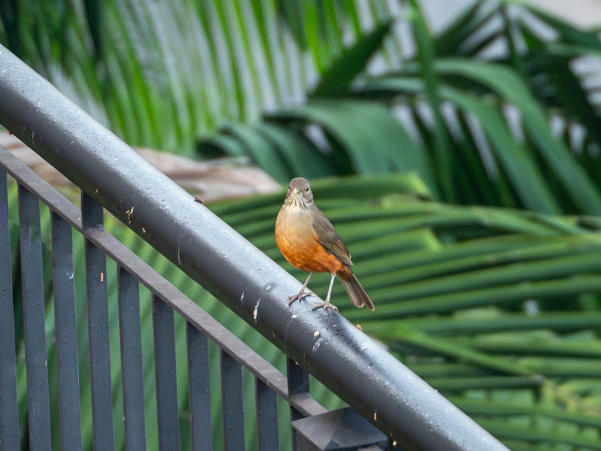 Rufous-bellied Thrush - Vitor Rolf Laubé