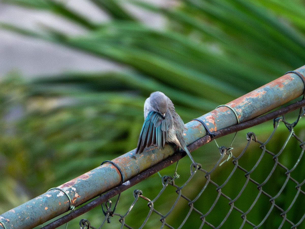 Sayaca Tanager - Vitor Rolf Laubé