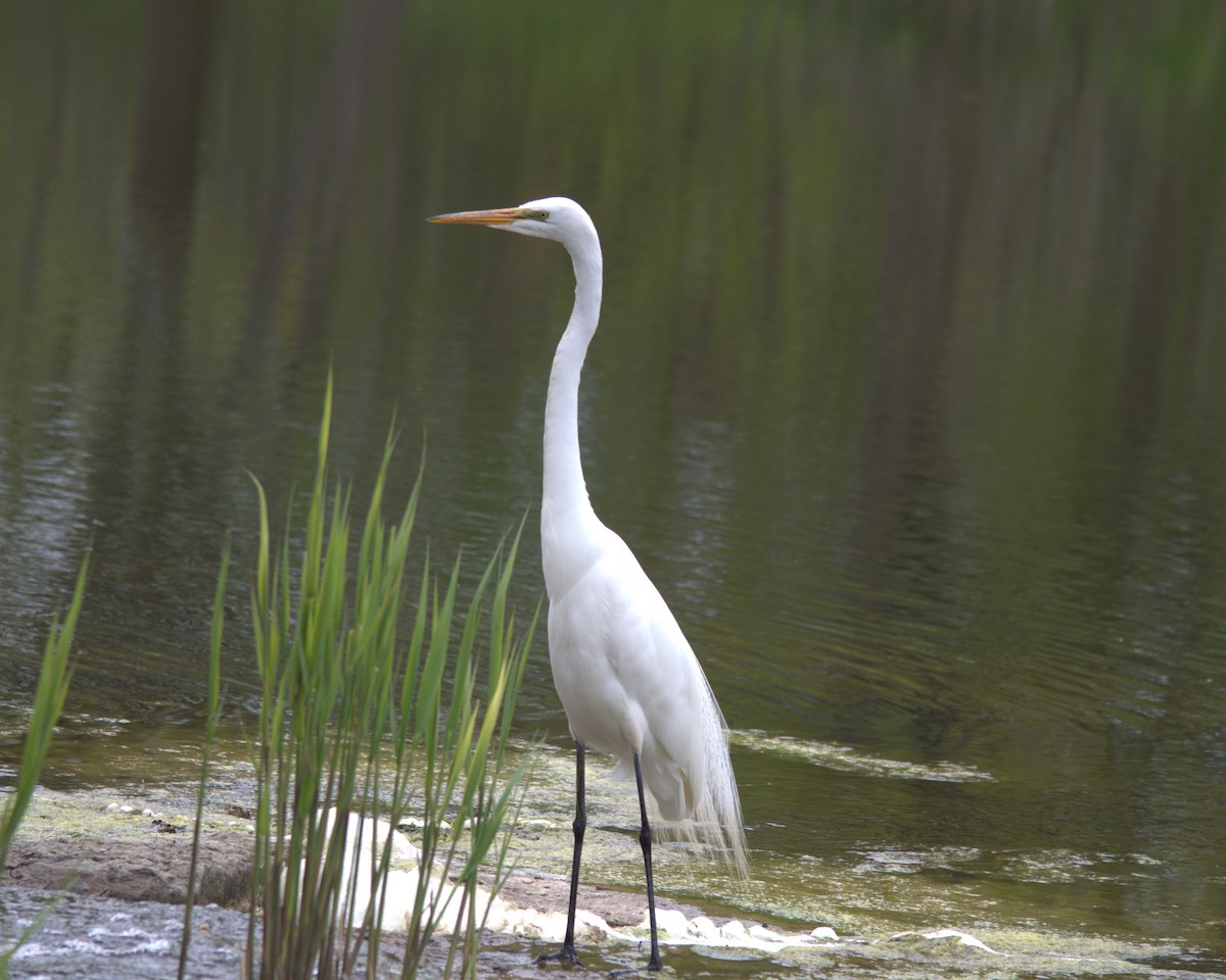 Great Egret - ML619490959