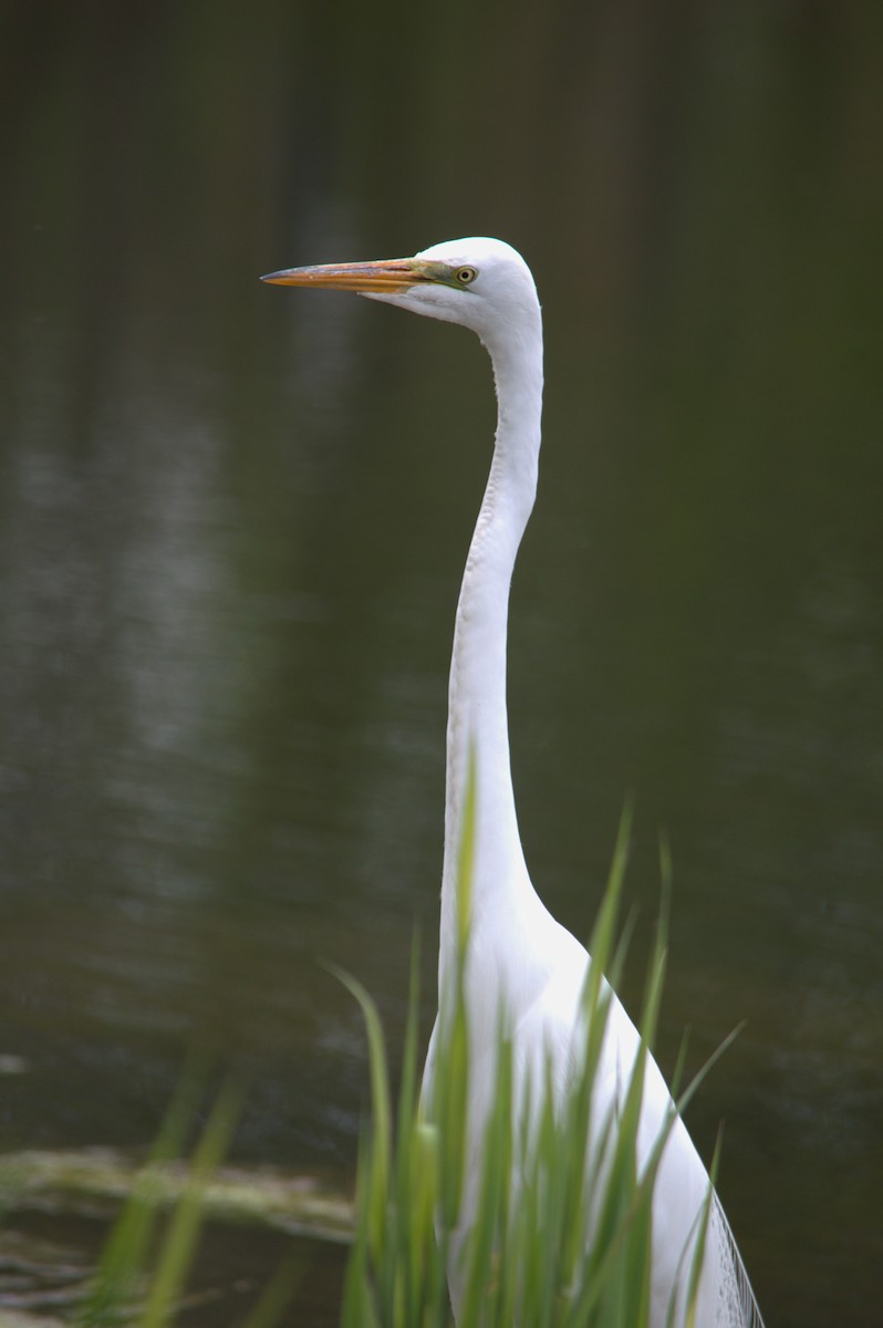 Great Egret - ML619490960