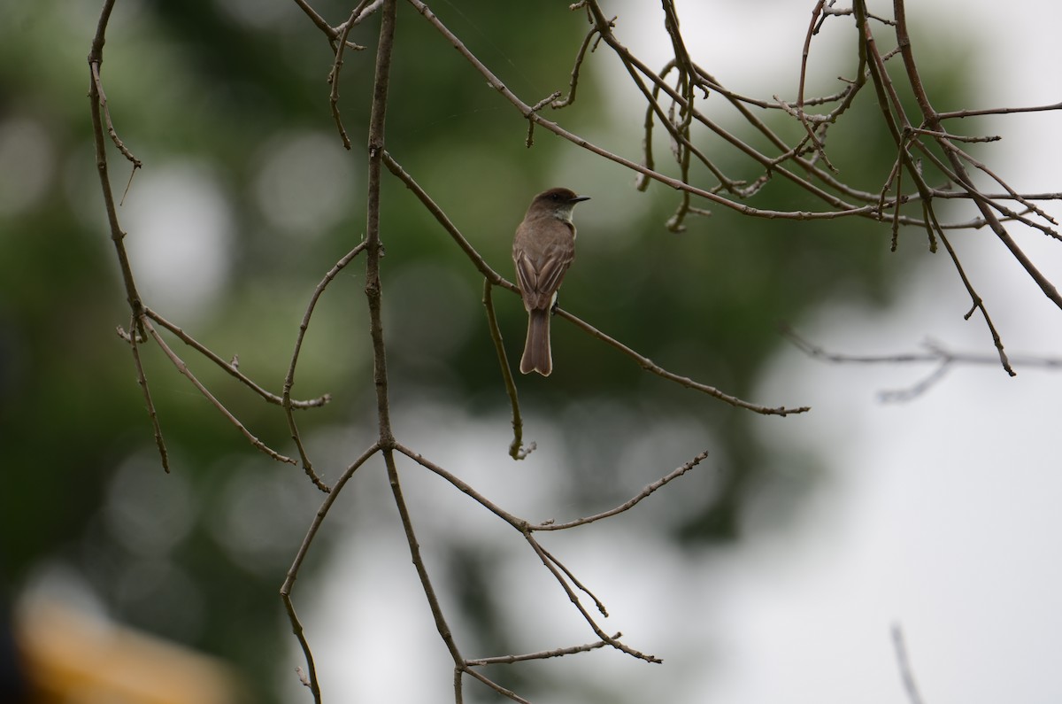 Eastern Phoebe - Kerry Beaghan