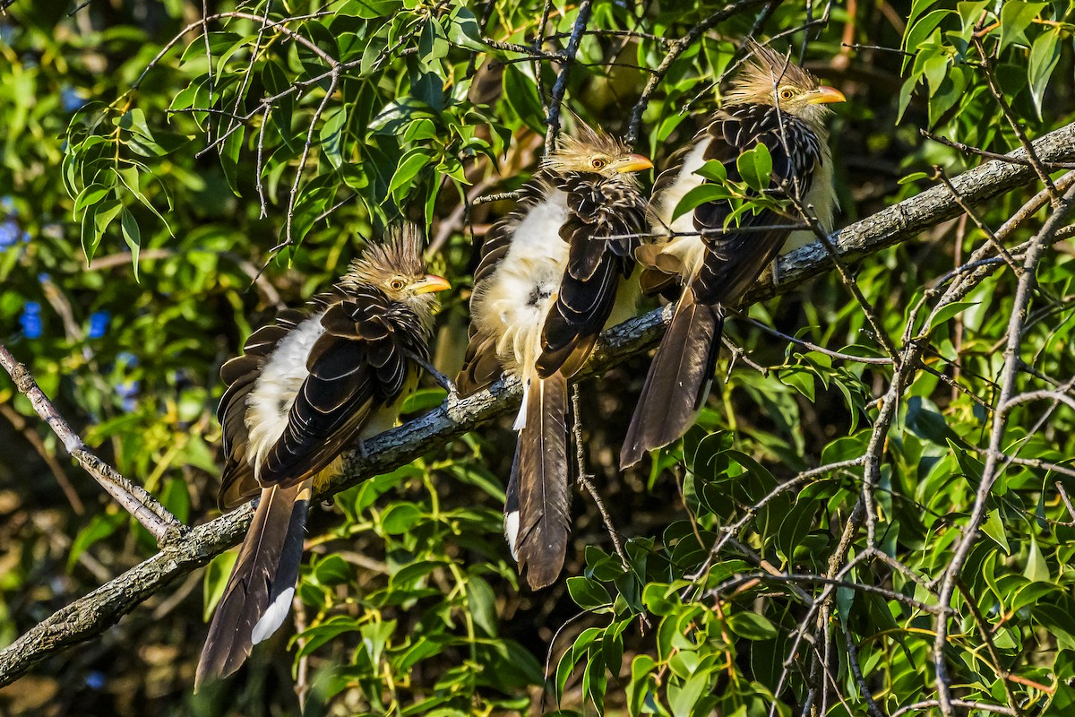 Guira Cuckoo - Amed Hernández