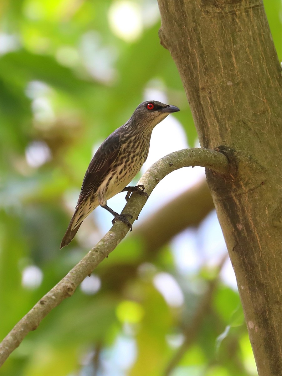 Asian Glossy Starling - Matthias Alberti