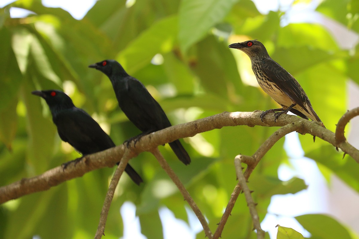 Asian Glossy Starling - Matthias Alberti