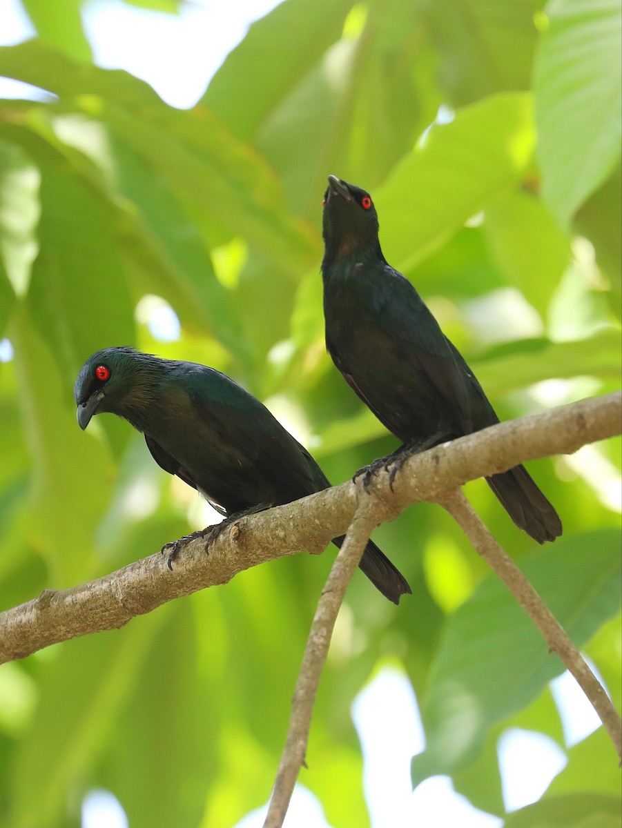 Asian Glossy Starling - Matthias Alberti