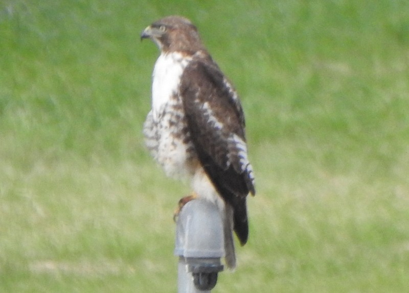 Red-tailed Hawk - ML619490982