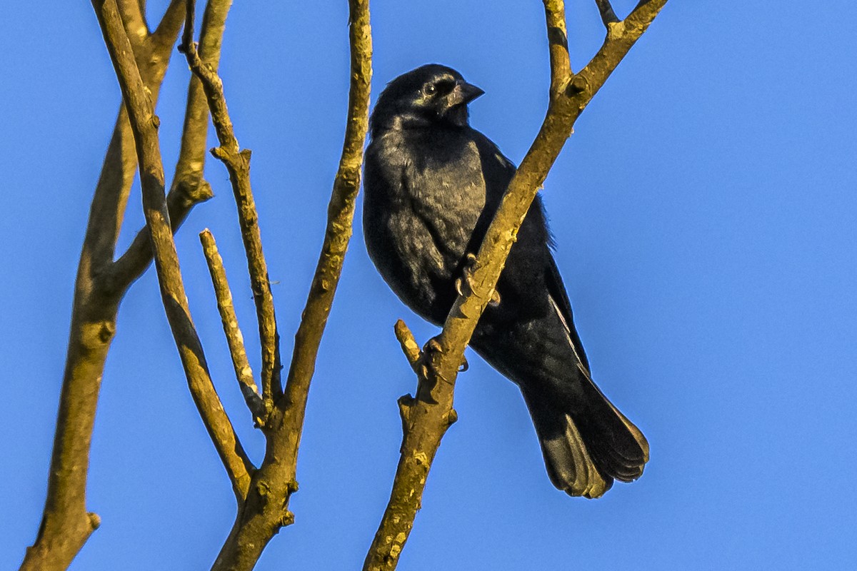 Shiny Cowbird - Amed Hernández