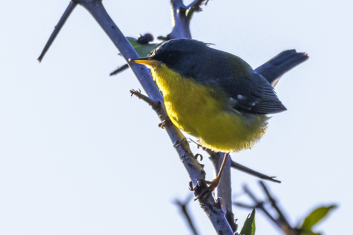 Tropical Parula - Amed Hernández