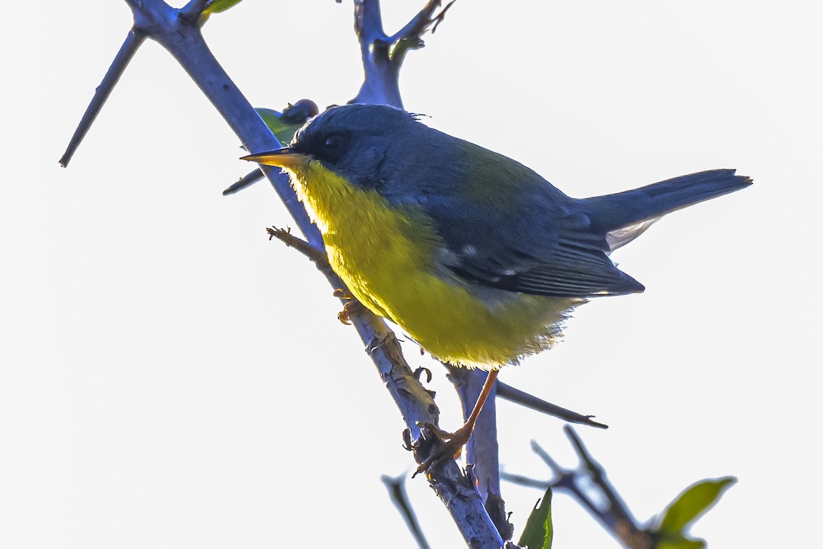 Tropical Parula - Amed Hernández