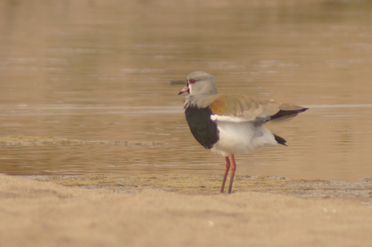 Southern Lapwing - Rodrigo Jorquera Gonzalez