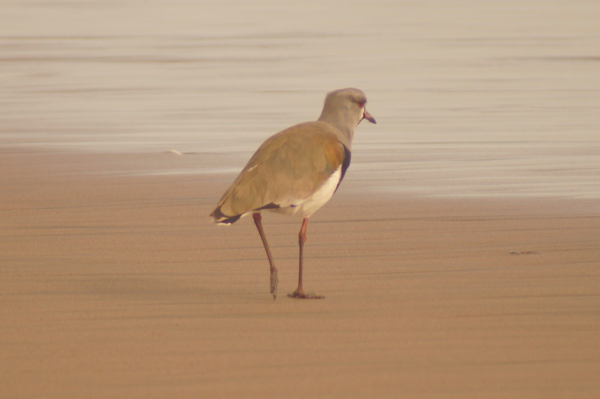 Southern Lapwing - Rodrigo Jorquera Gonzalez