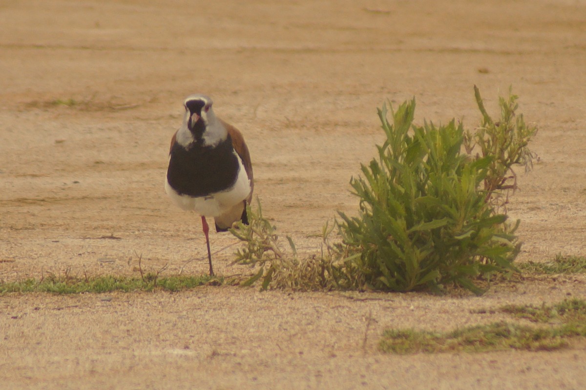 Southern Lapwing - Rodrigo Jorquera Gonzalez