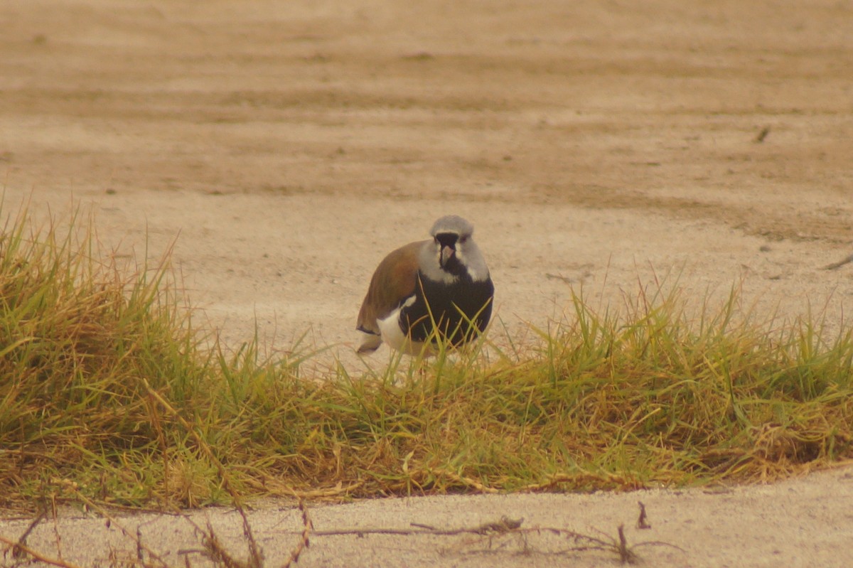 Southern Lapwing - Rodrigo Jorquera Gonzalez