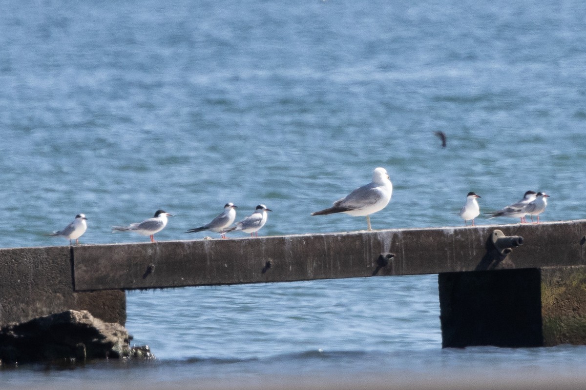 Forster's Tern - Jonathan Mott