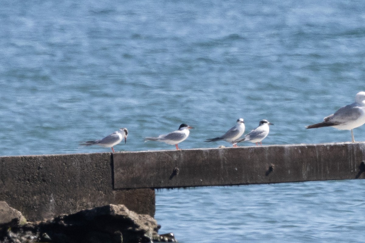 Forster's Tern - Jonathan Mott