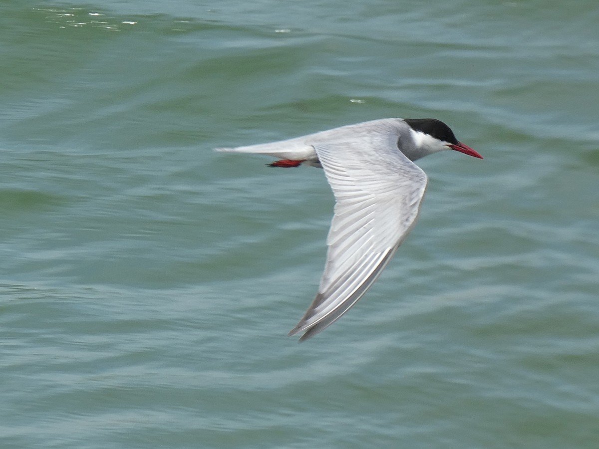 Whiskered Tern - José Ignacio Dies