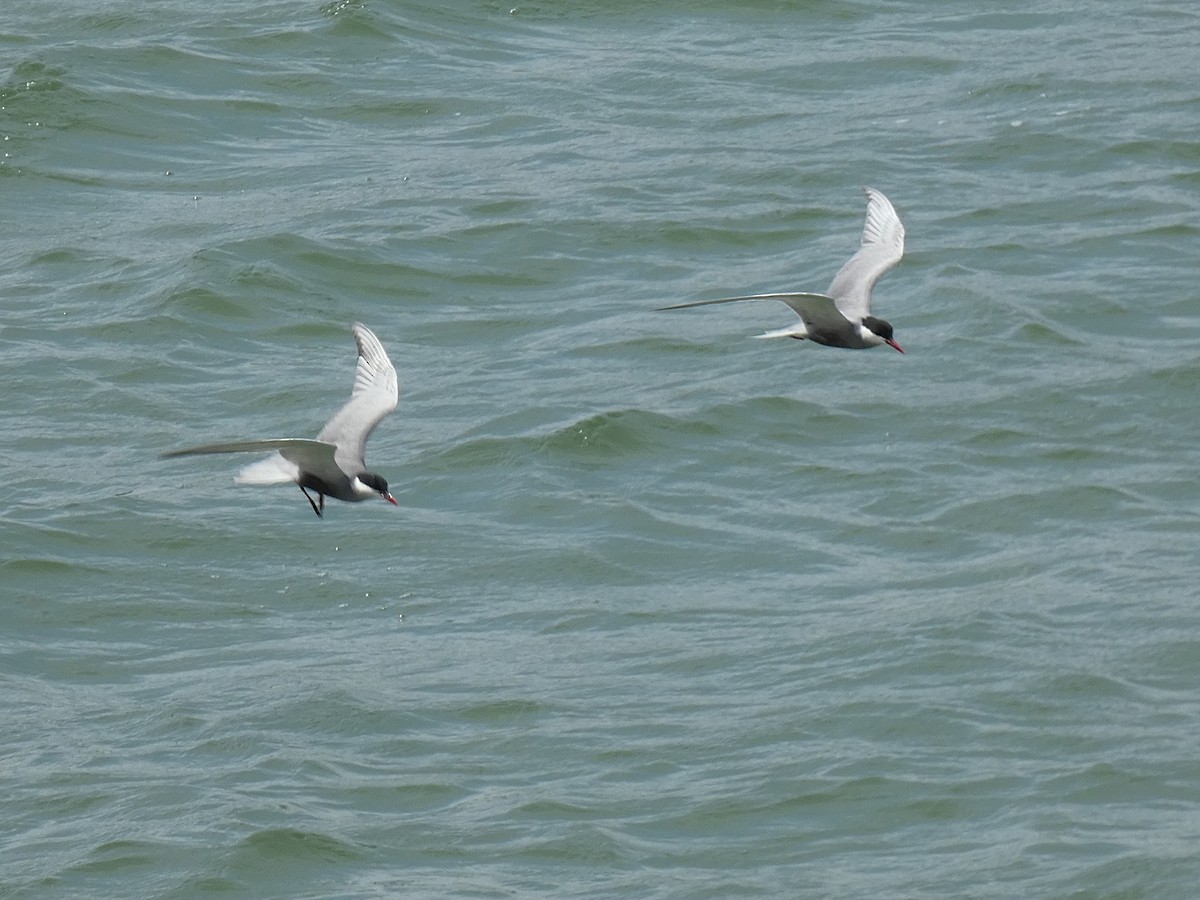 Whiskered Tern - José Ignacio Dies