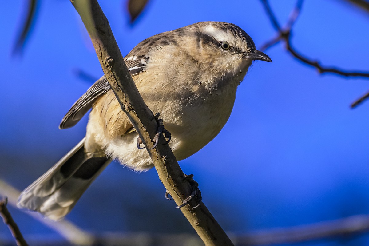 Chalk-browed Mockingbird - Amed Hernández