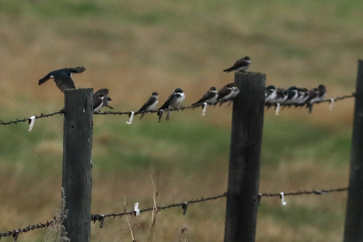 Bank Swallow - Irene Crosland