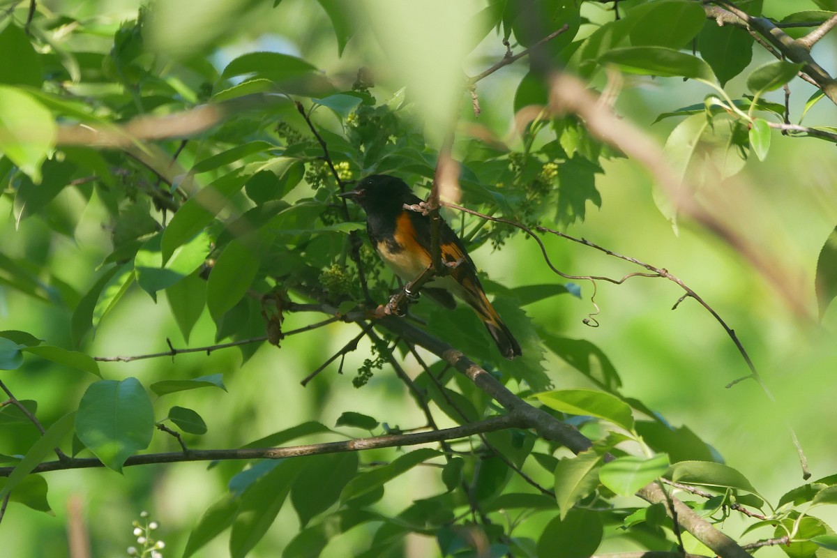 American Redstart - Sandeep Biswas