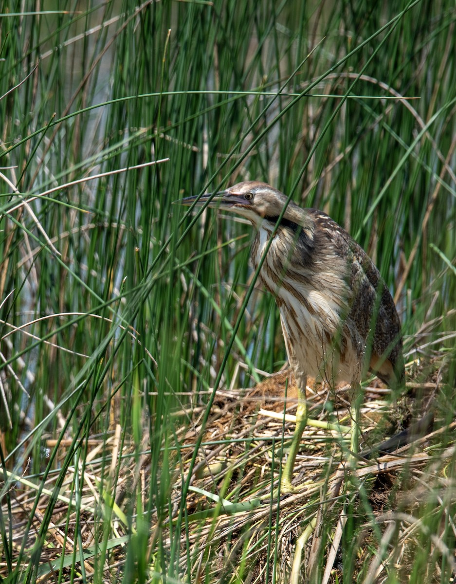 American Bittern - Marilyn Ogof