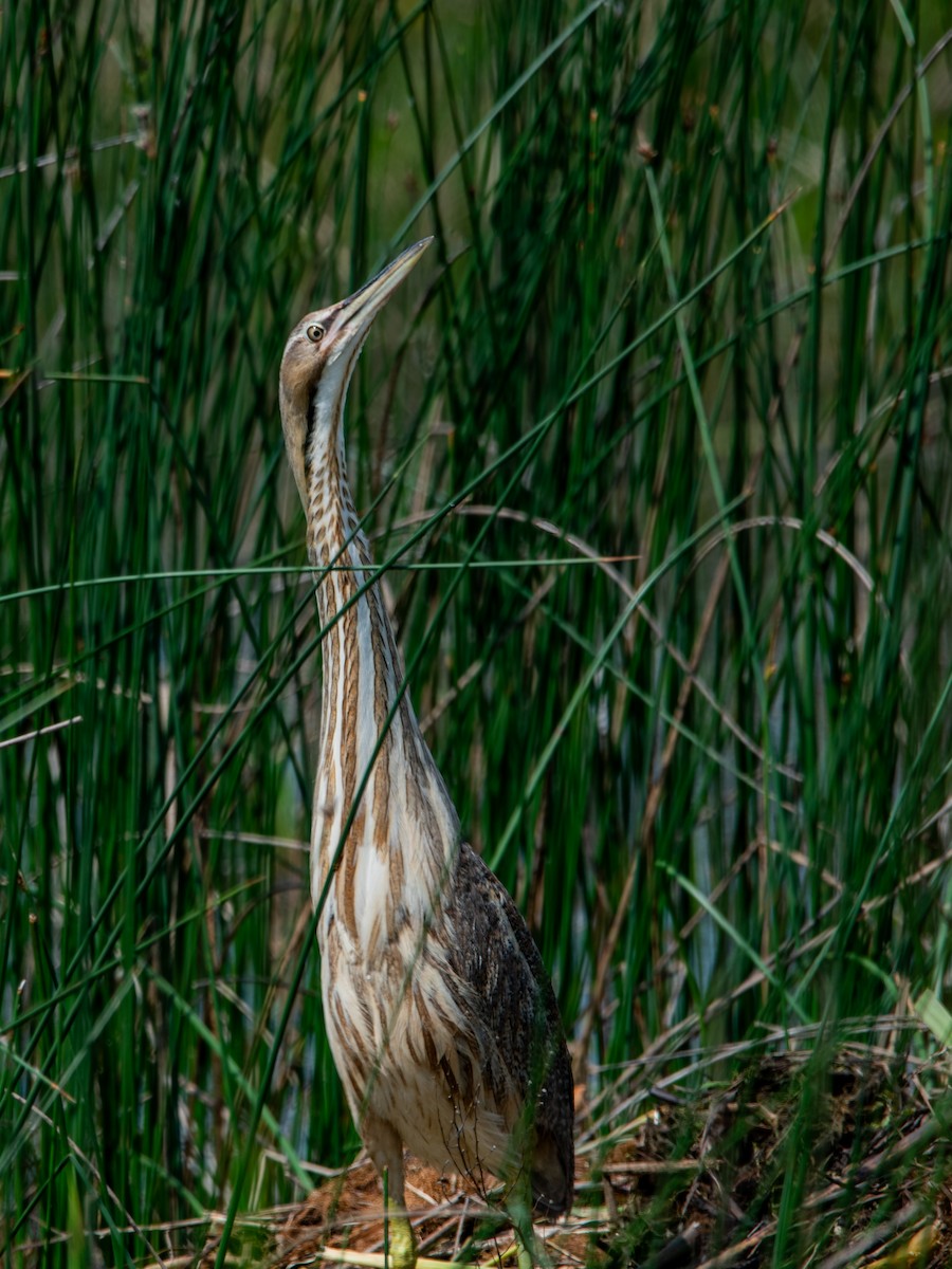 American Bittern - Marilyn Ogof