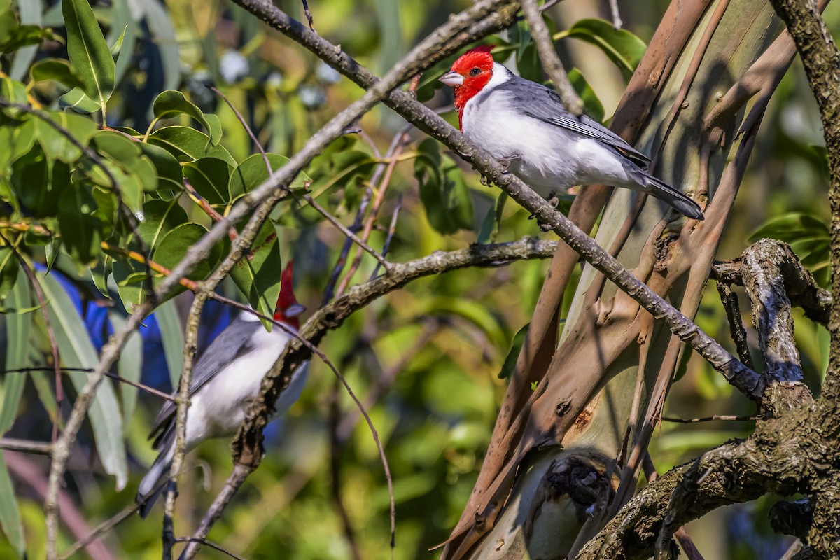 Red-crested Cardinal - Amed Hernández