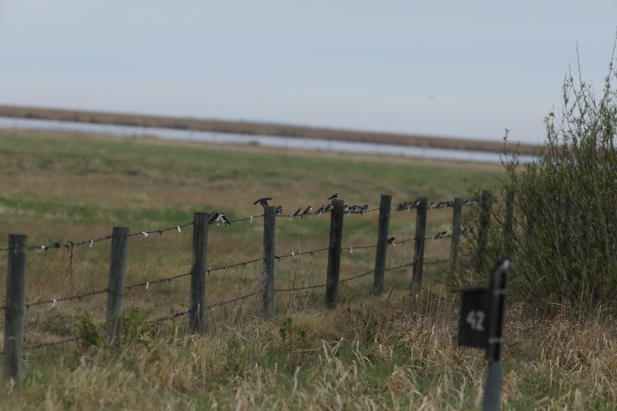 Tree Swallow - ML619491034