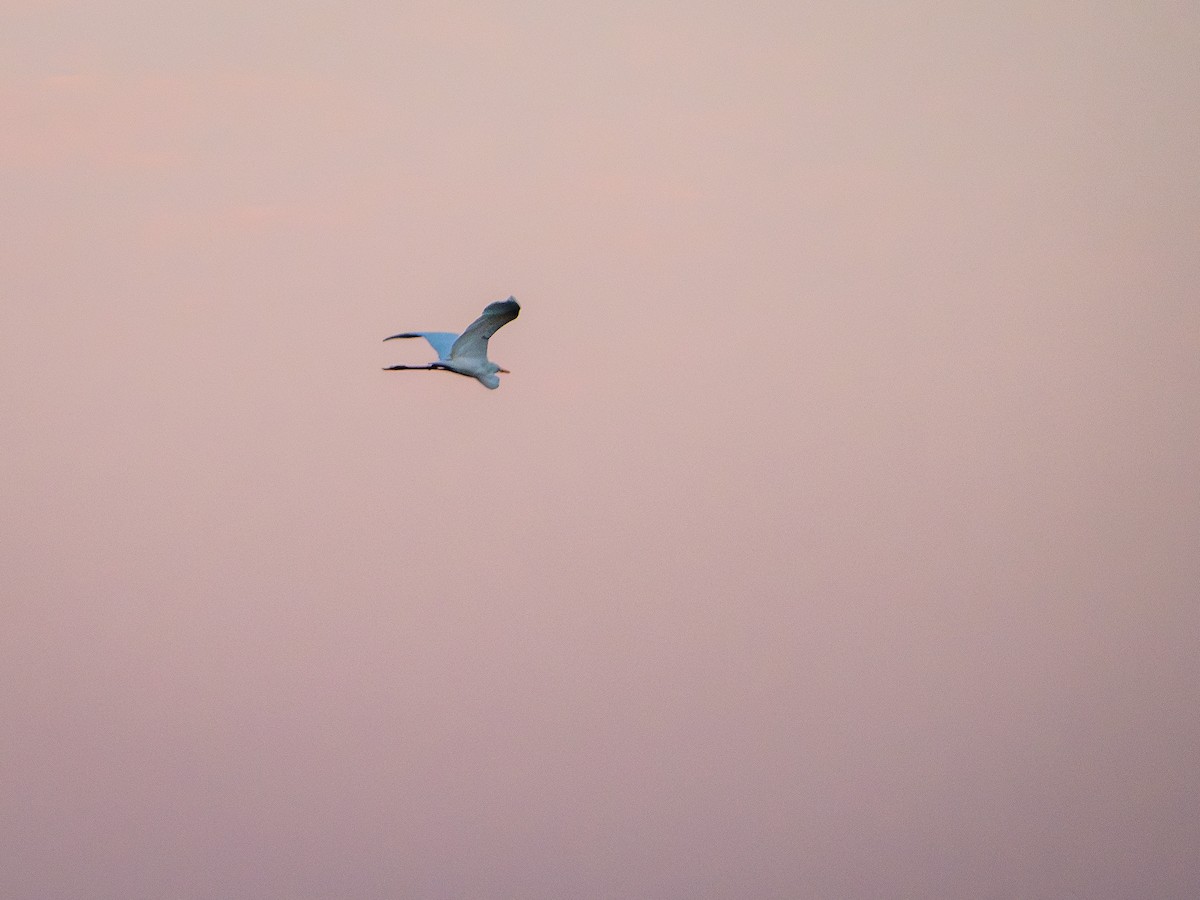 Great Egret - Vitor Rolf Laubé