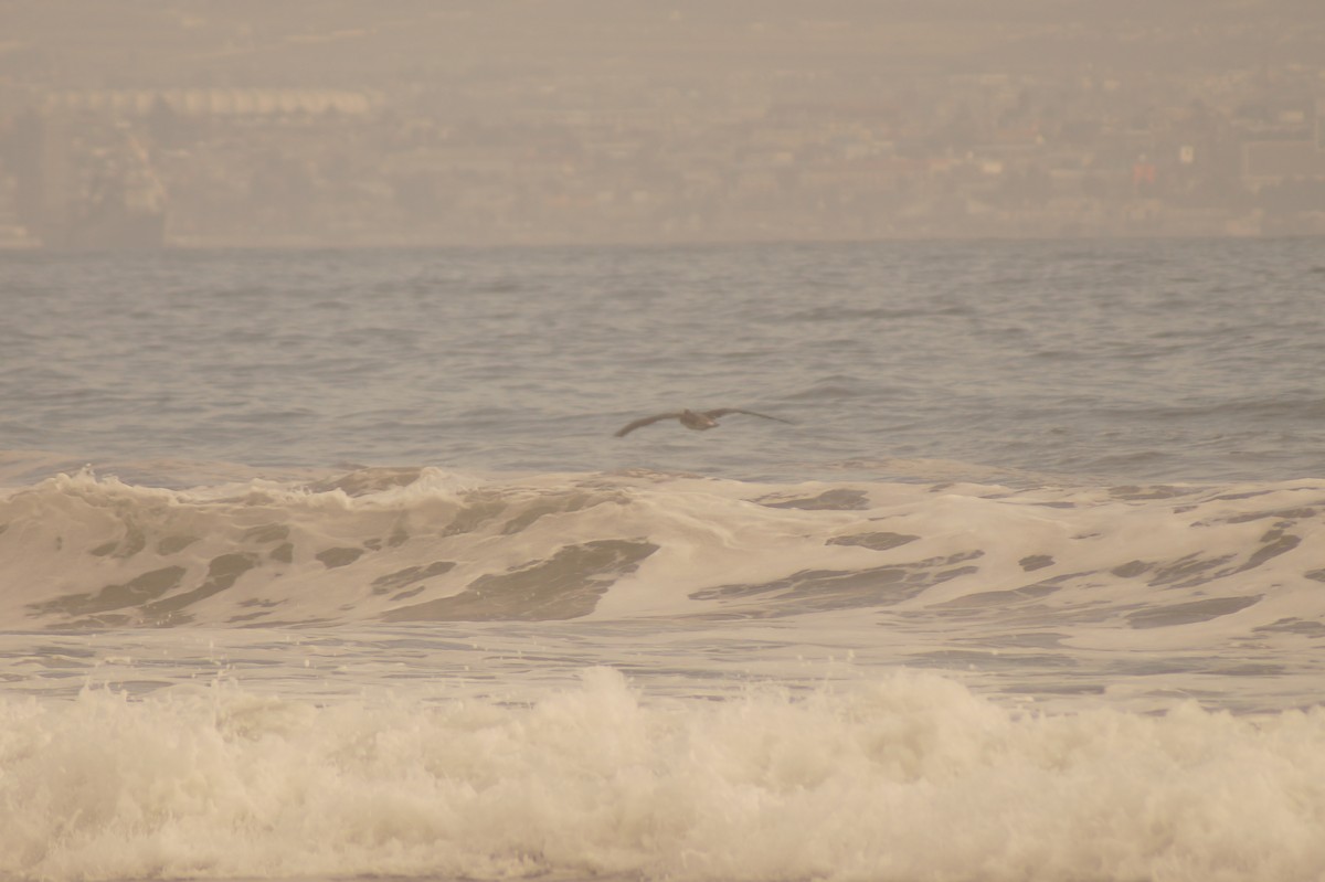 Peruvian Pelican - Rodrigo Jorquera Gonzalez