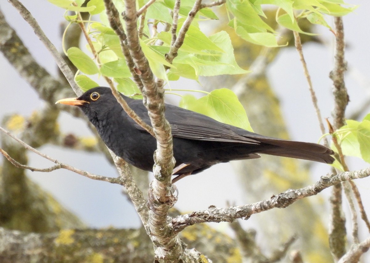 Eurasian Blackbird - ML619491044