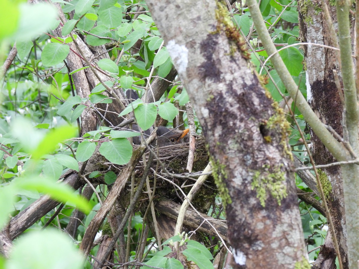 Eurasian Blackbird - ML619491045