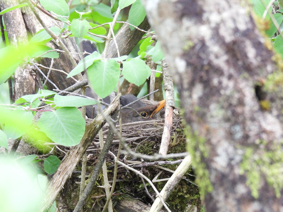 Eurasian Blackbird - ML619491046