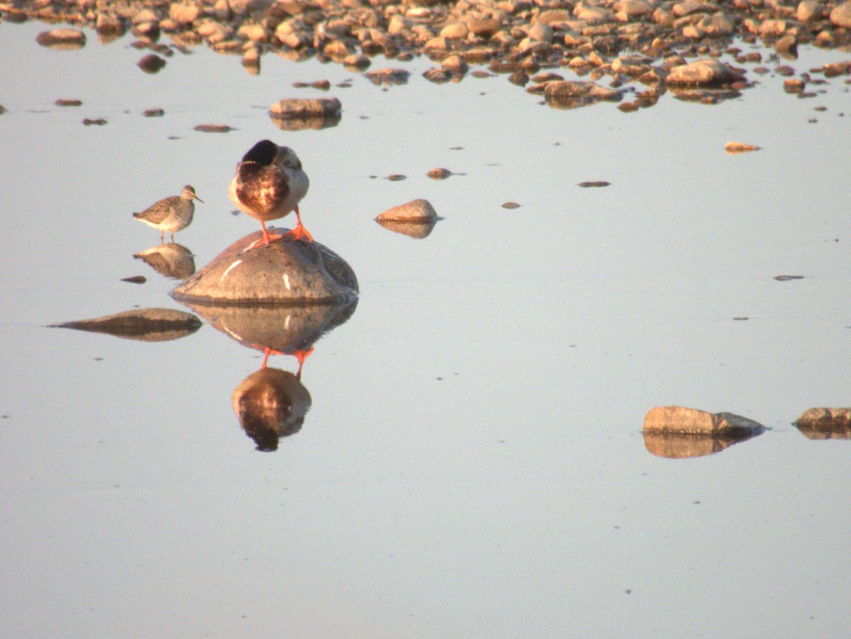 Lesser Yellowlegs - Vince Hiebert