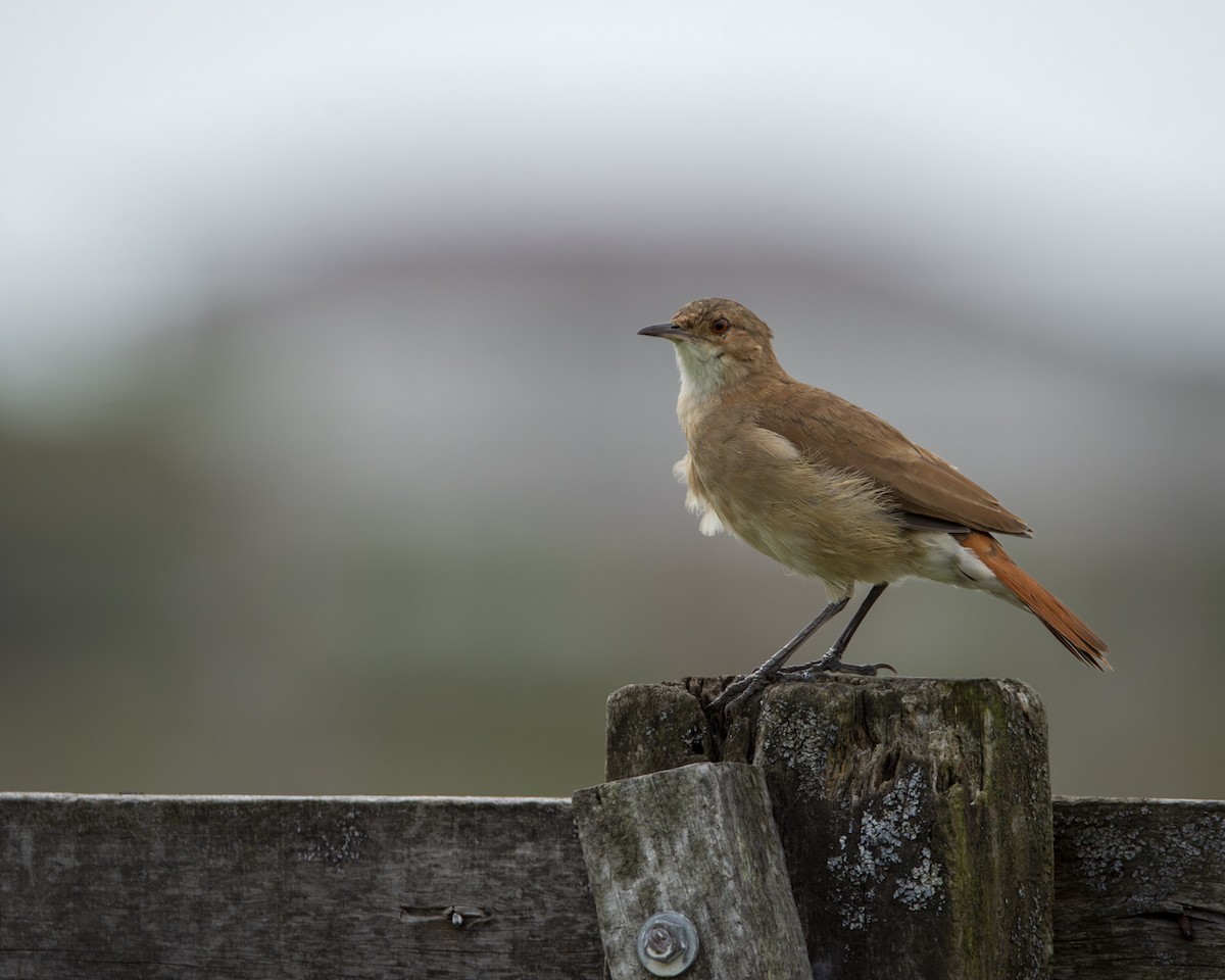 Rufous Hornero - Caio Osoegawa