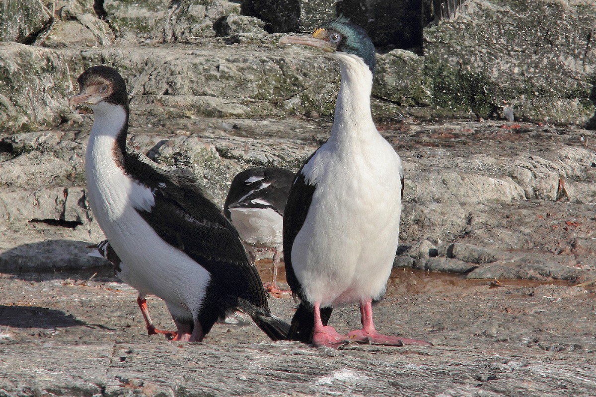 Cormorán Imperial - ML619491055