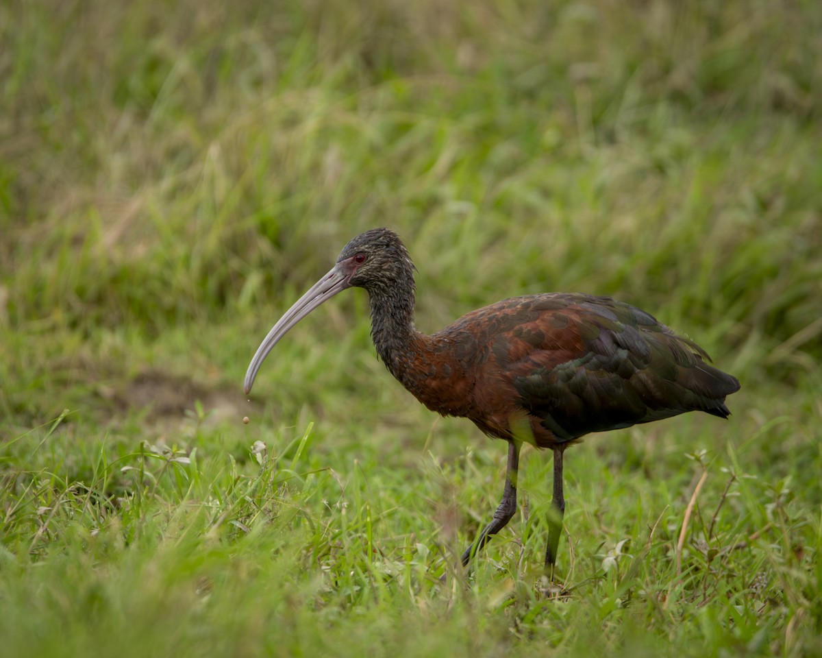 White-faced Ibis - Caio Osoegawa