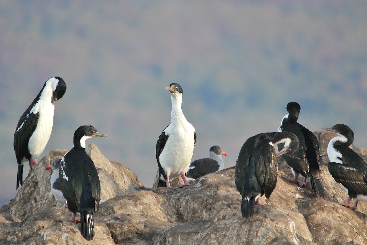 Cormorán Imperial - ML619491057