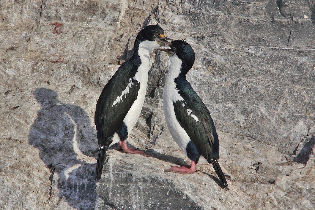 Cormorán Imperial - ML619491058