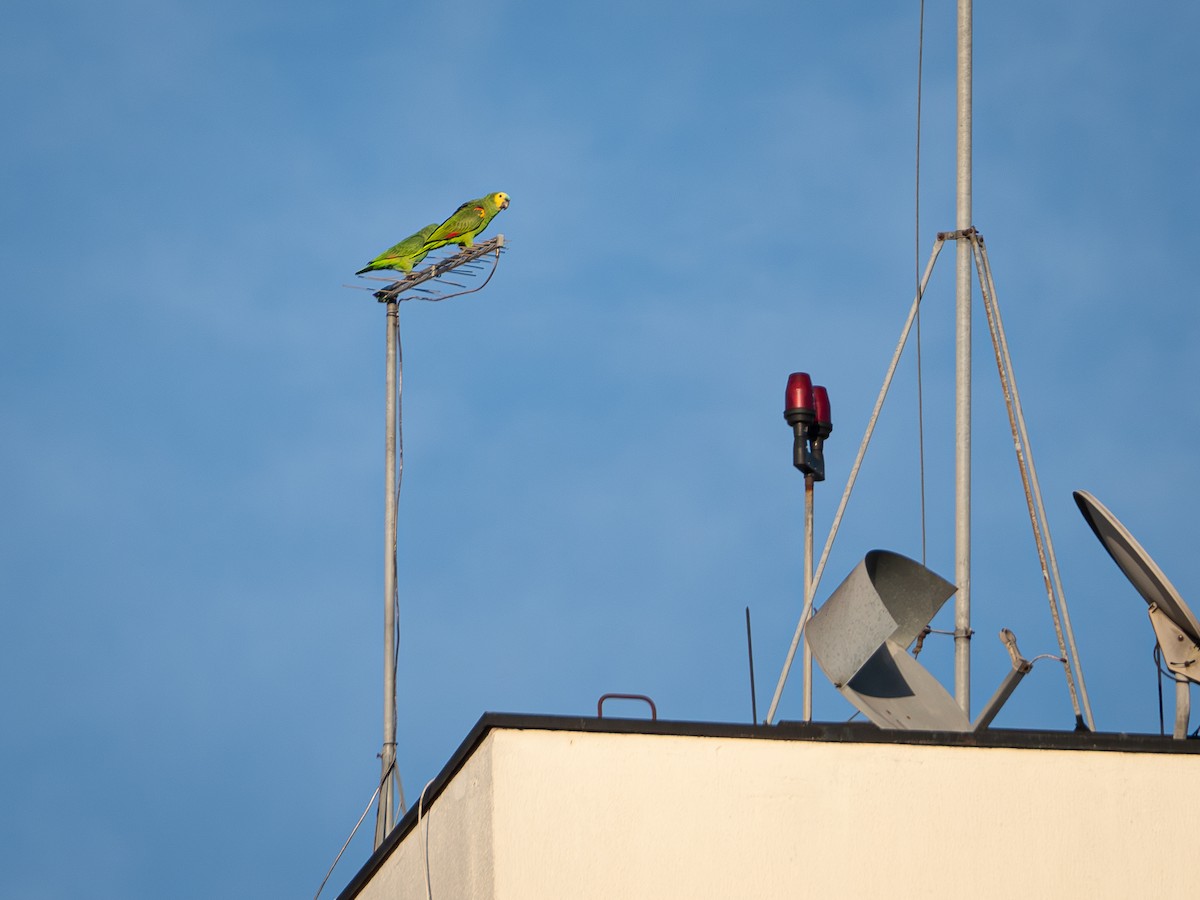 Turquoise-fronted Parrot - Vitor Rolf Laubé