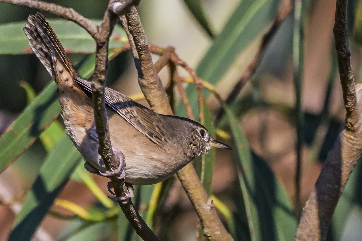 House Wren - Amed Hernández