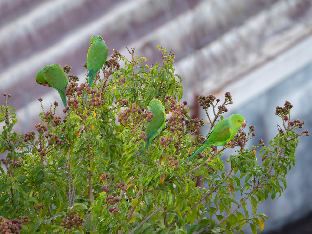 Plain Parakeet - Vitor Rolf Laubé